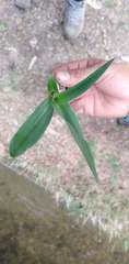 Liliopsida