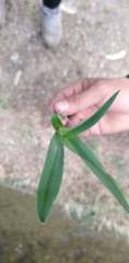 Liliopsida