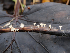 Crocicreas coronatum