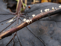 Crocicreas coronatum