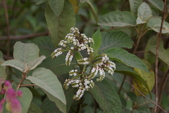 Tournefortia rufosericea