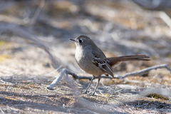 Drymodes brunneopygia