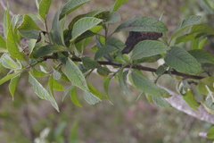 Tournefortia rufosericea