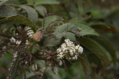 Tournefortia rufosericea