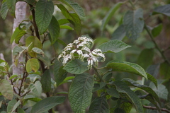 Tournefortia rufosericea