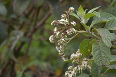 Tournefortia rufosericea