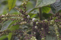 Tournefortia rufosericea