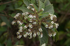 Tournefortia rufosericea