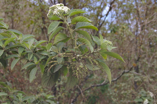 Image of Tournefortia rufosericea by no rights reserved