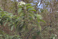 Tournefortia rufosericea