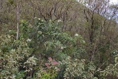 Tournefortia rufosericea