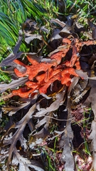 Metandrocarpa dura