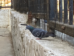 Columba livia domestica