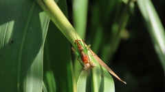 Conocephalus saltator
