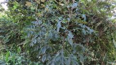 Verbesina myriocephala