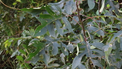 Verbesina myriocephala