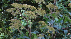 Verbesina myriocephala