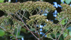 Verbesina myriocephala