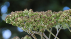 Verbesina myriocephala