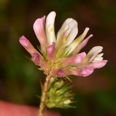 Trifolium pinetorum