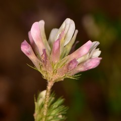 Trifolium pinetorum