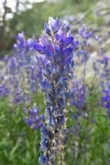 Lupinus lepidus confertus