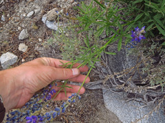 Lupinus lepidus confertus