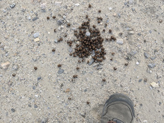 Odocoileus hemionus eremicus