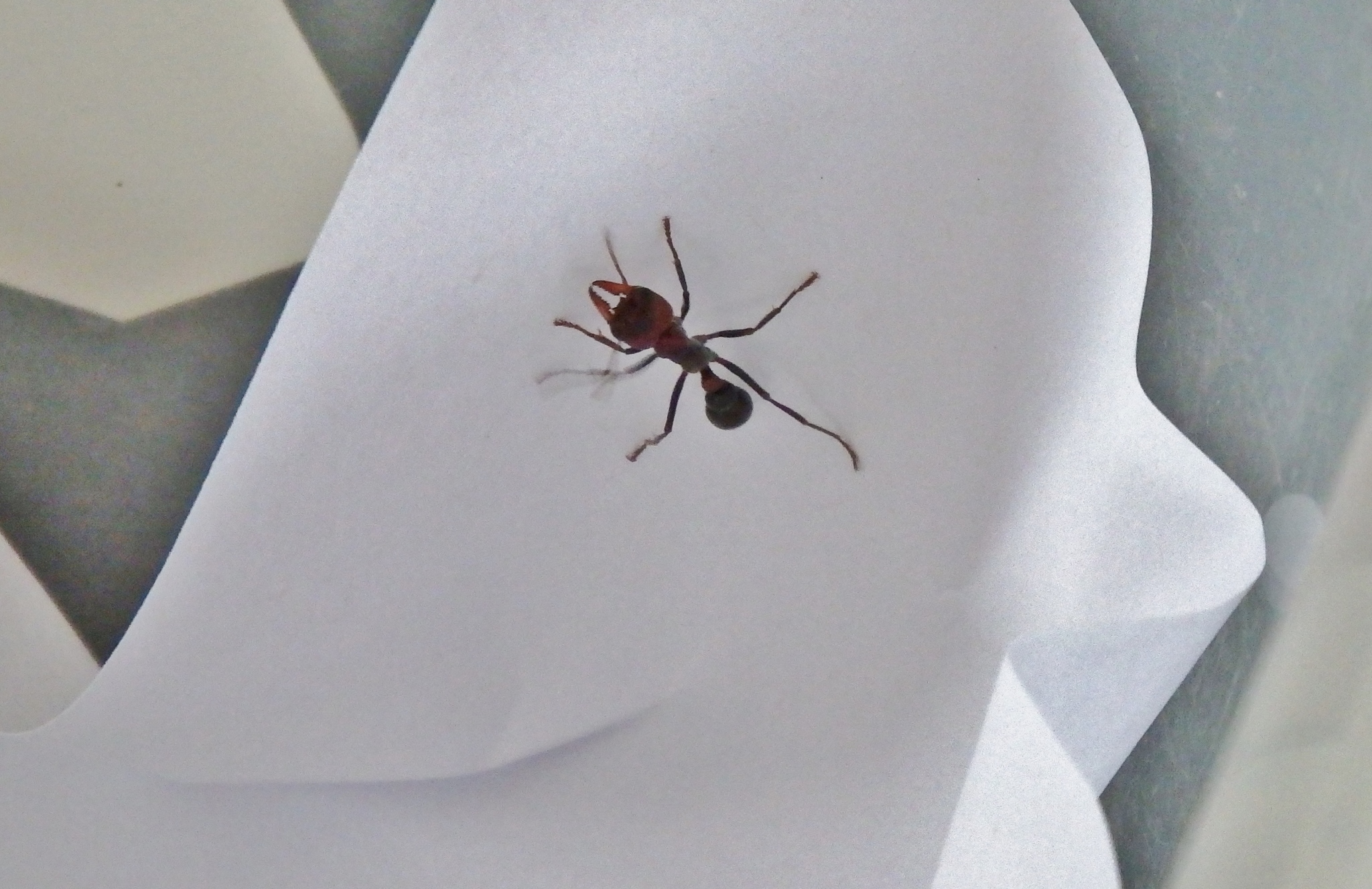 Myrmecia froggatti