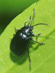 Agelastica coerulea