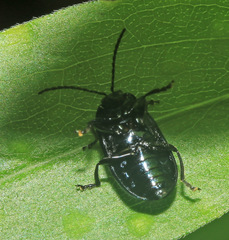 Agelastica coerulea