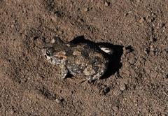 Vandijkophrynus angusticeps
