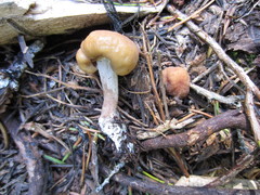 Cudonia monticola