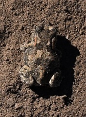 Vandijkophrynus angusticeps