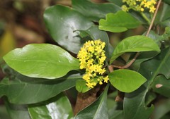 Psychotria capensis capensis
