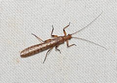 Illiesoperla mayi