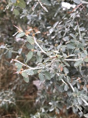 Ceanothus cordulatus