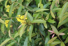 Acridocarpus natalitius natalitius