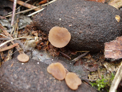 Peziza fimeti