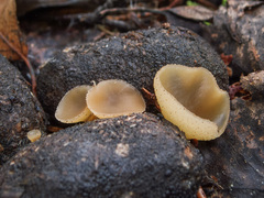 Peziza fimeti