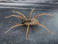 Pardosa nebulosa