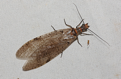 Protochauliodes biconicus