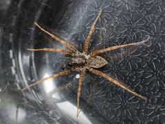 Pardosa nebulosa