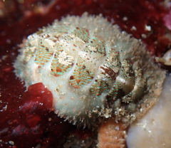 Mopalia spectabilis