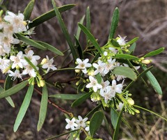 Myoporum platycarpum