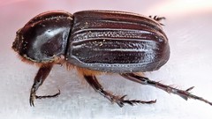 Semanopterus