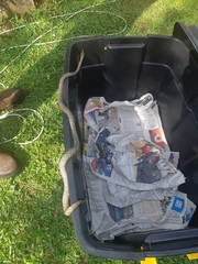 Thelotornis capensis