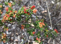 Dodonaea humilis