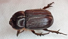 Semanopterus