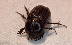 Semanopterus
